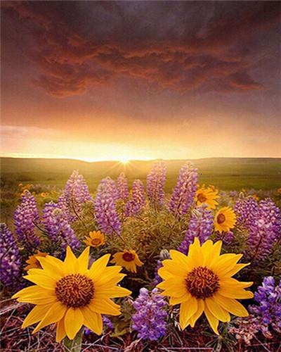 lavender field with sunflower