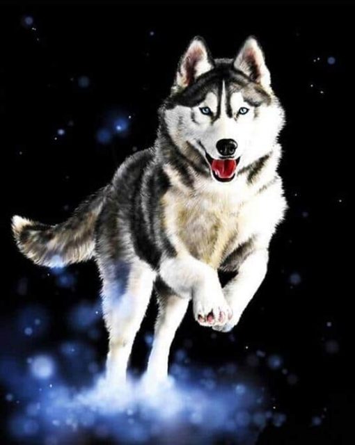 Huskies Animals Modern Painting - DIY Paint By Numbers - Numeral Paint