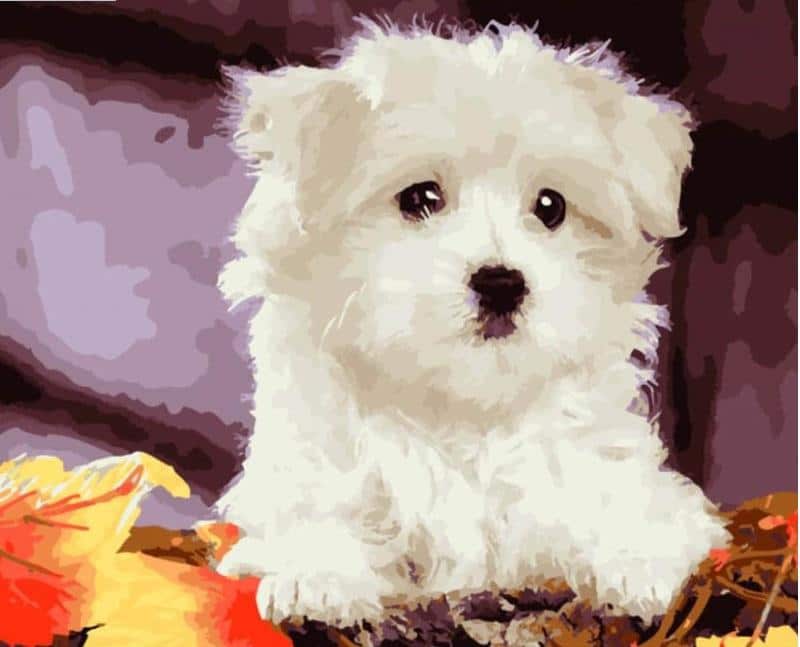 Dog Kits Animals - DIY Paint By Numbers - Modern Paint