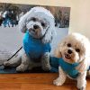 Custom Dog Painting by numbers