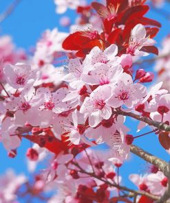 Japanese Cherry Blossom Paint by numbers