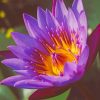 purple lotus Paint by numbers