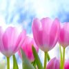Spring Pink Tulips Paint by numbers