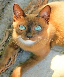 Cat with blue eyes adult paint by numbers