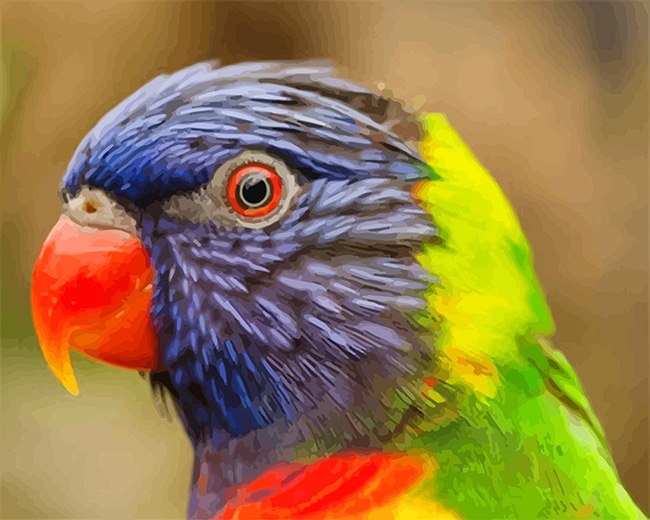Colorful Parrot Paint by number