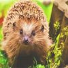 Cute Hedgehog paint by number