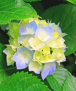 Beautiful Hydrangeas paint by number
