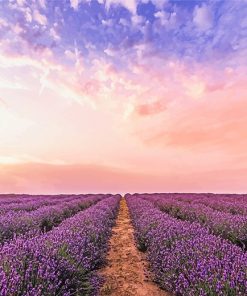 Lavender Field paint by number