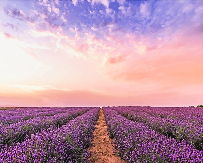 Lavender Field paint by number