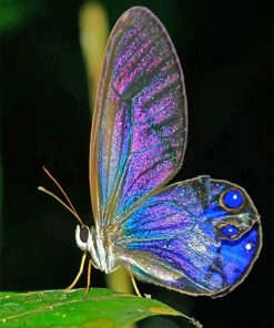 Magical Butterfly paint by number