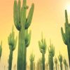 Sunny Day Cactus paint by number