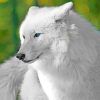 White Cute Wolf Paint By Numbers