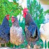 Four Assorted Color Roosters Paint By Numbers