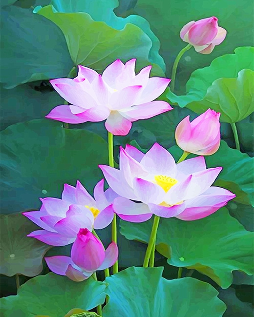 Lotus Flower - Paint By Numbers - Painting By Numbers