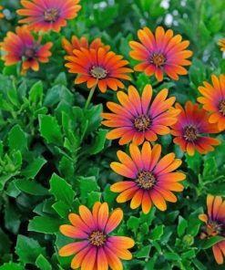 African Daisy Purple Sun adult paint by numbers