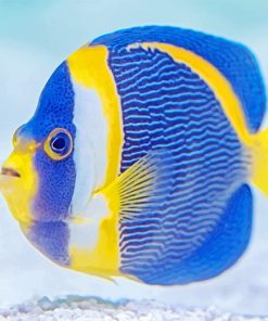 Blue and yellow fish adult paint by numbers