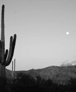 Cactus Moon Black And White adult paint by numbers