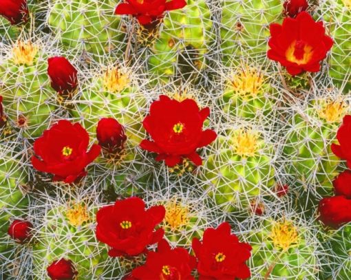 Cactus red flowers adult paint by numbers