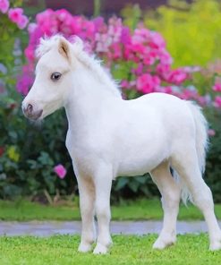 Cute little white horse adult paint by numbers