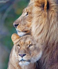 lion couple adult paint by numbers
