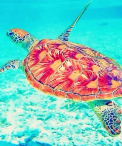 Loggerhead Sea Turtle adult paint by numbers