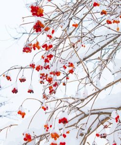 Red flowers snow adult paint by numbers