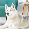 Siberian Husky paint by numbers