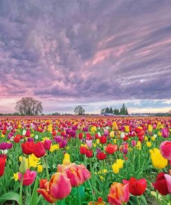 Spring Field Tulip Flowers paint by number