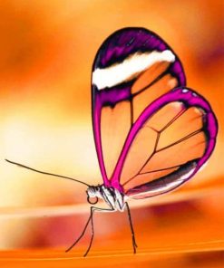 Translucent Butterfly adult paint by numbers