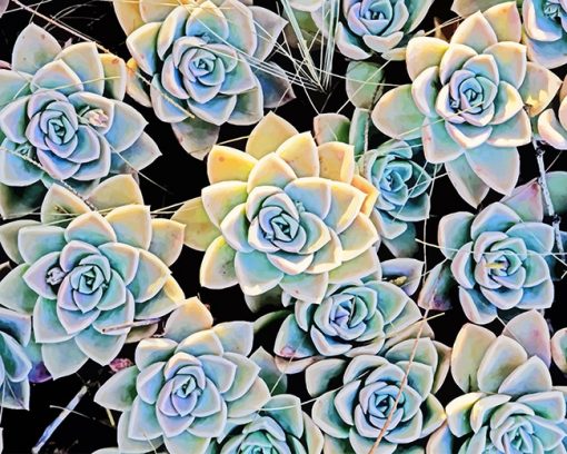 Aesthetic Succulents Paint By Numbers