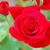Beautiful Red Roses Paint By Numbers