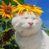 Cat With Sun Flowers paint by number