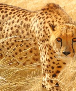 Cheetah Wild Cat Paint By Numbers