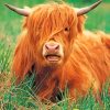Cute Highland Cow Paint By Numbers
