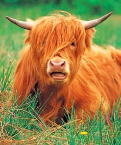 Cute Highland Cow Paint By Numbers