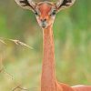 long necked antelope adult paint by numbers