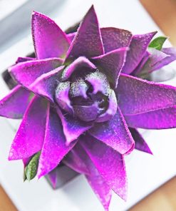 lovely purple succulent adult paint by numbers