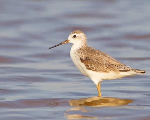 Marsh Sandpiper Paint By Numbers