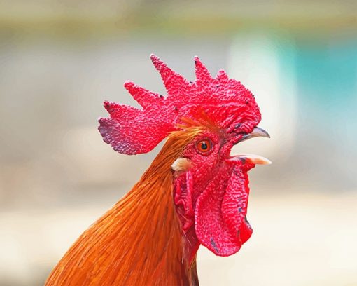 Angry Rooster paint by number