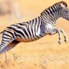 Running Zebra Paint By Numbers