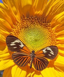 Sunflower Butterfly paint by number