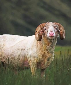 White Horned Sheep paint by number