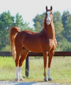 American Saddlebred Horse paint by numbers