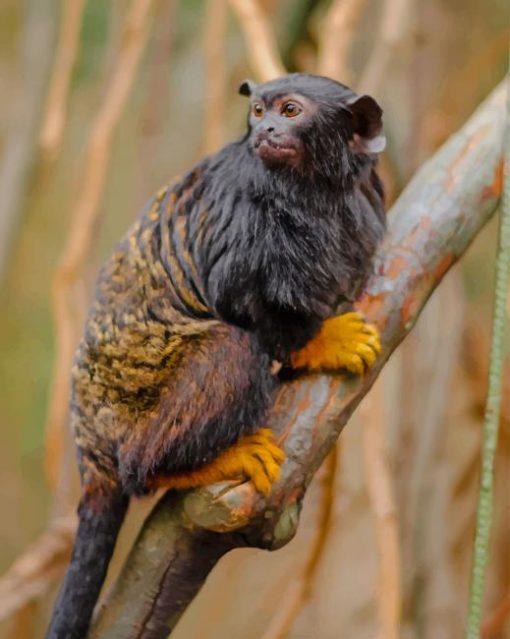 Black And Yellow Handed Tamarin Monkey paint by numbers