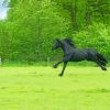 Black Horse Running On Grass Field paint by numbers