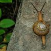 Brown Snail On Tree paint by numbers