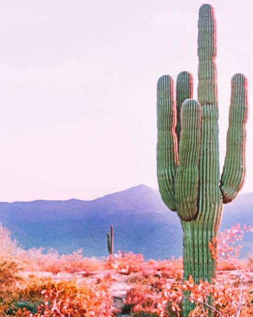 Cactus In Phoenix Arizona paint by numbers