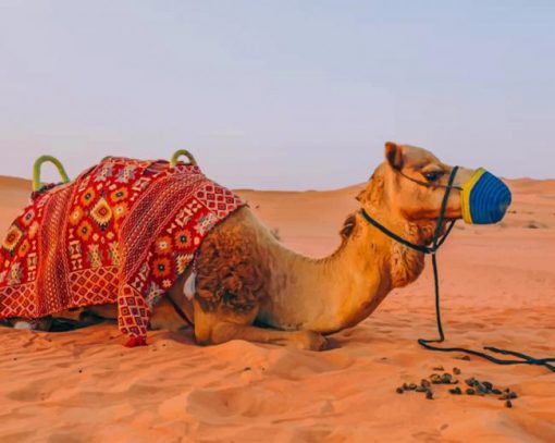Camel In Dubai Desert paint by numbers