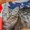 American Cat paint by numbers