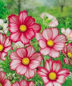Garden Cosmos Flowers paint by numbers